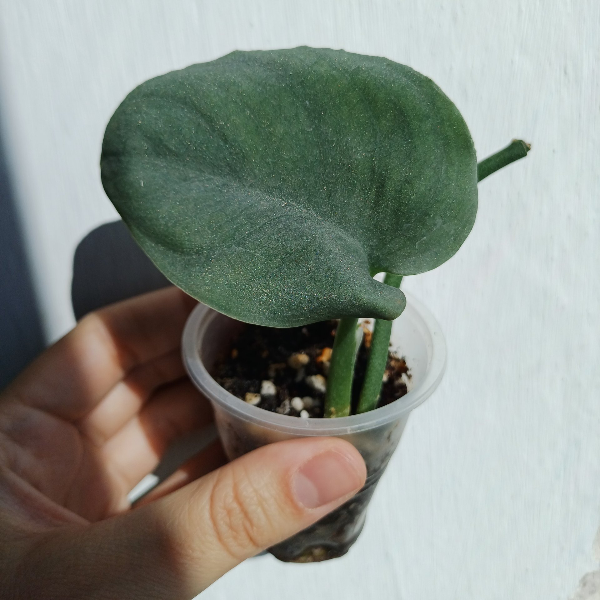 Scindapsus