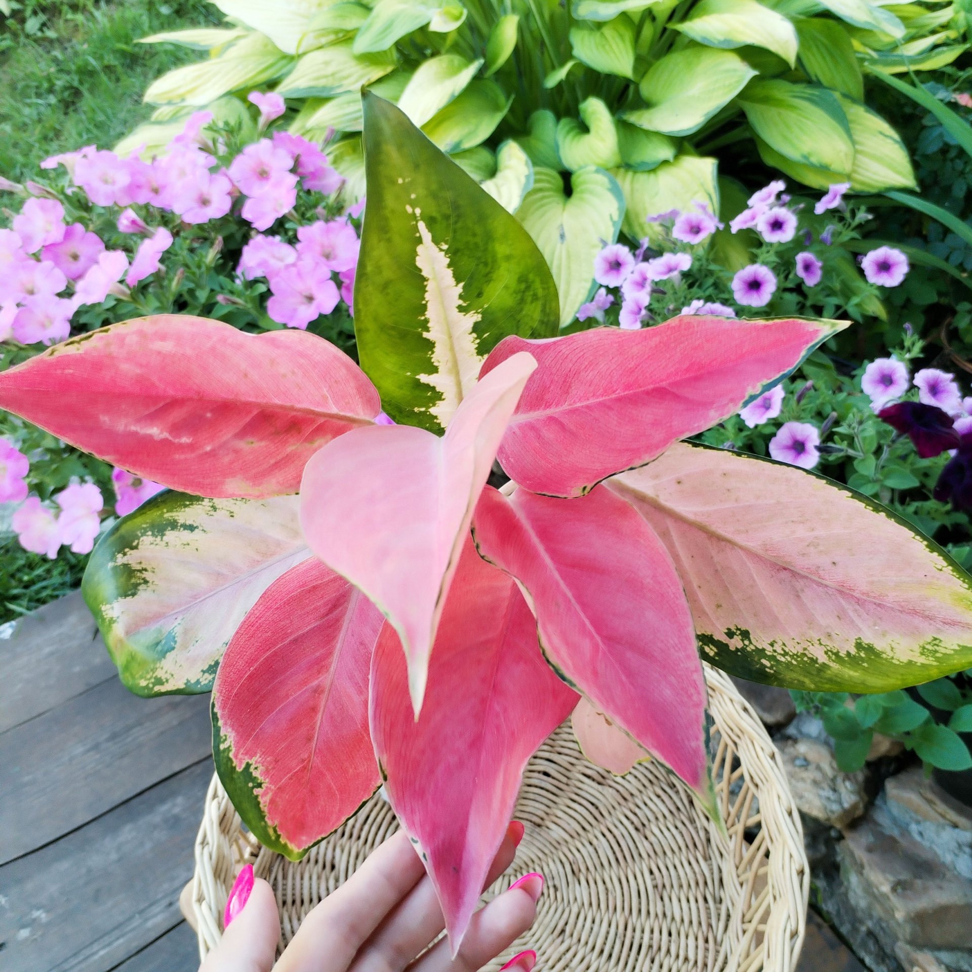 Aglaonema