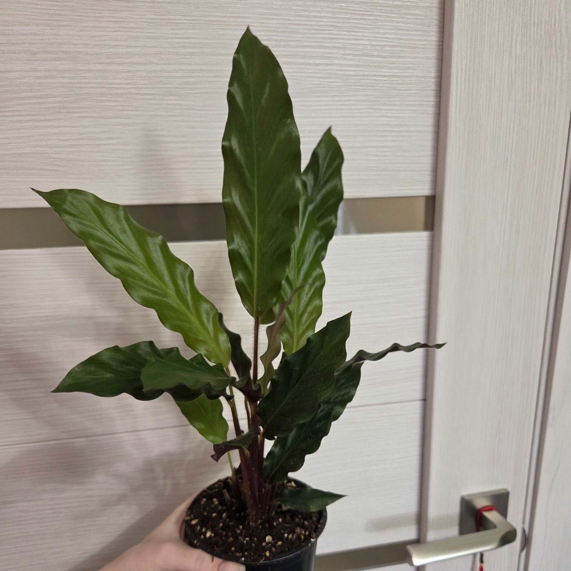 Calathea