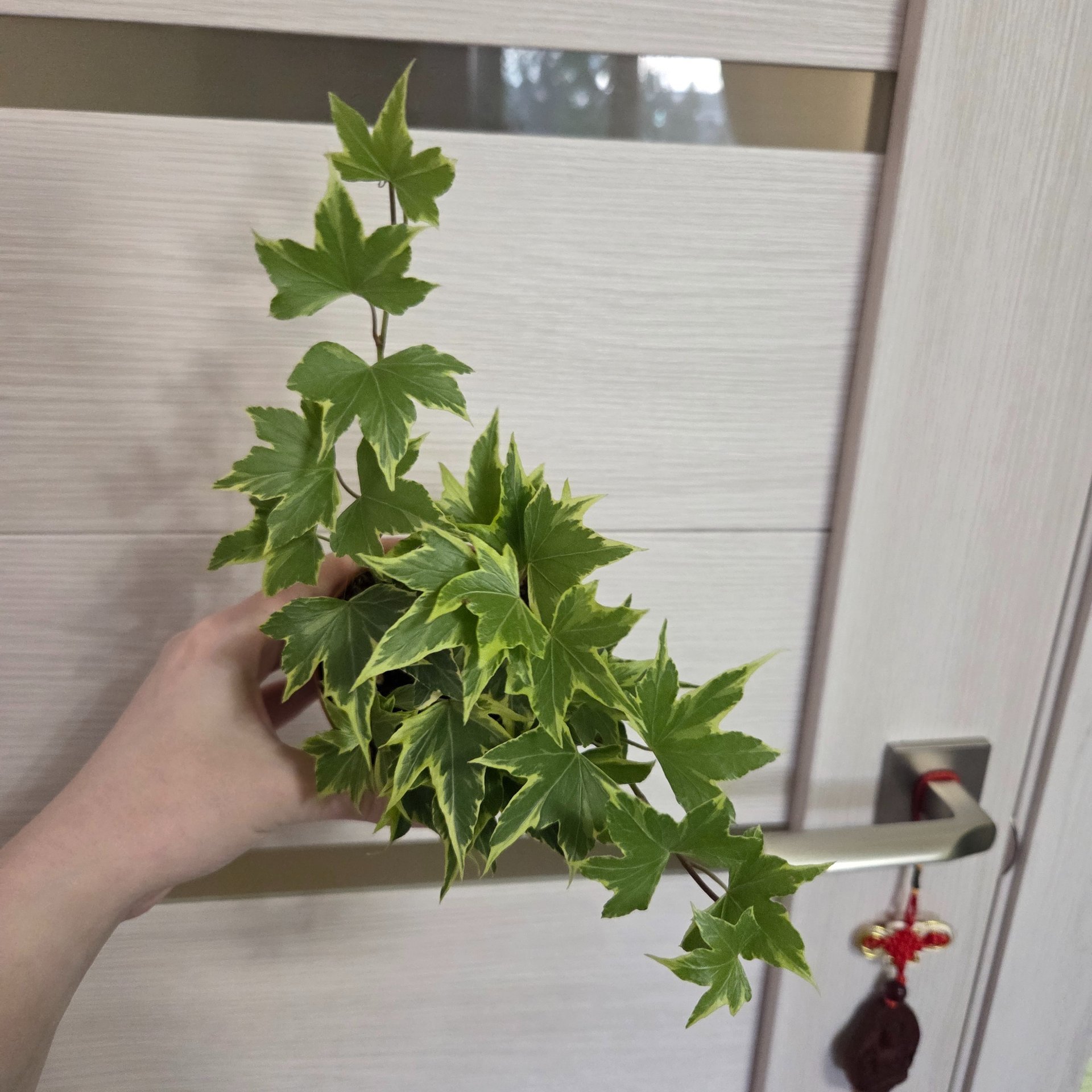 Hedera