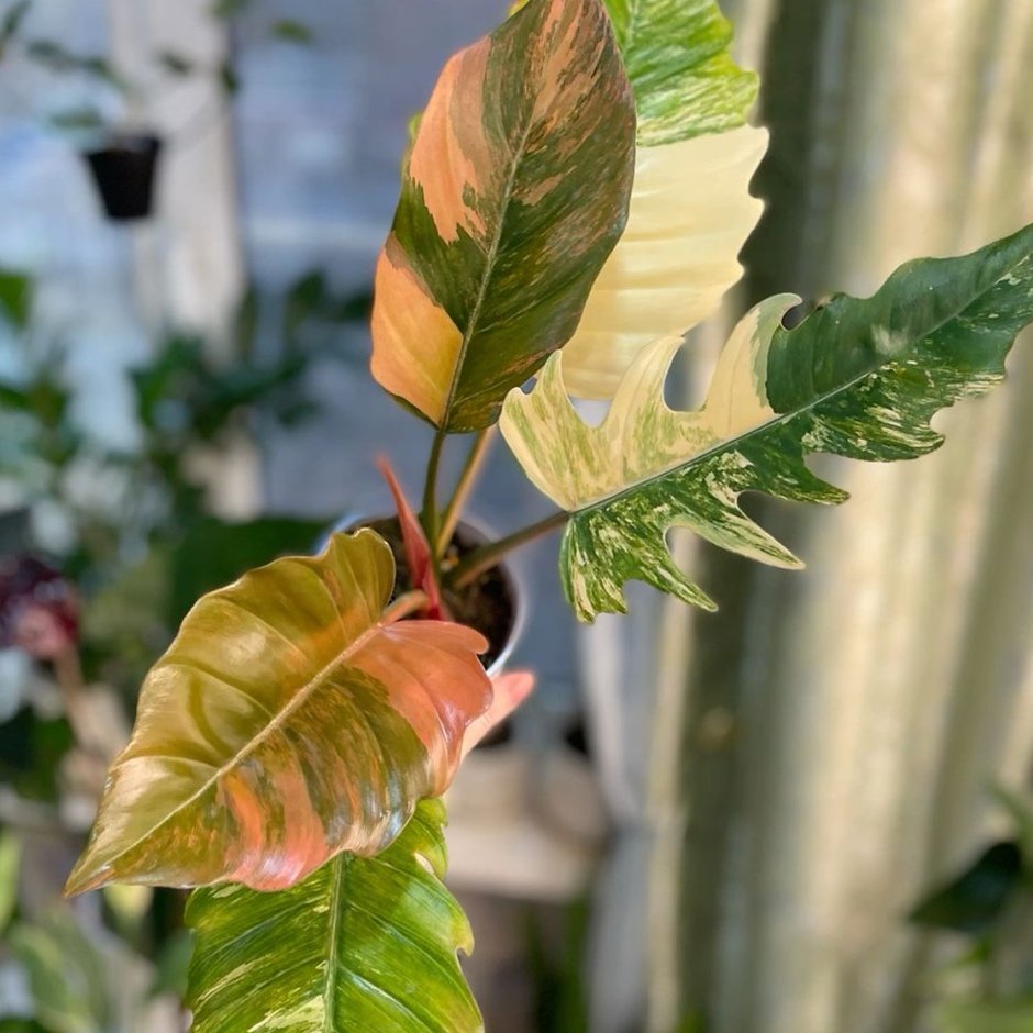 Philodendron
