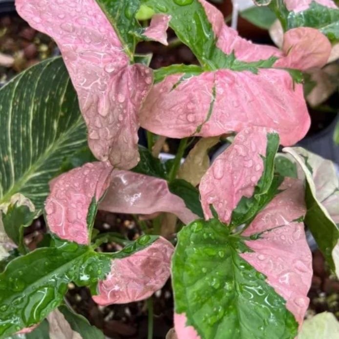 Syngonium
