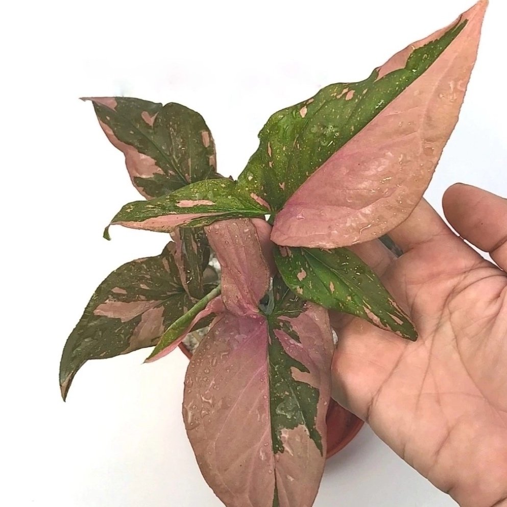 Syngonium