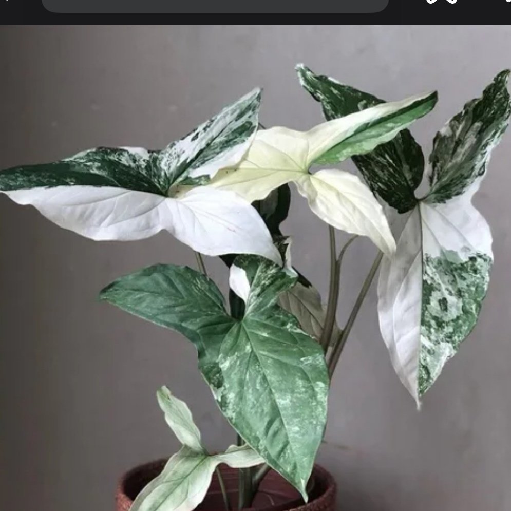 Syngonium