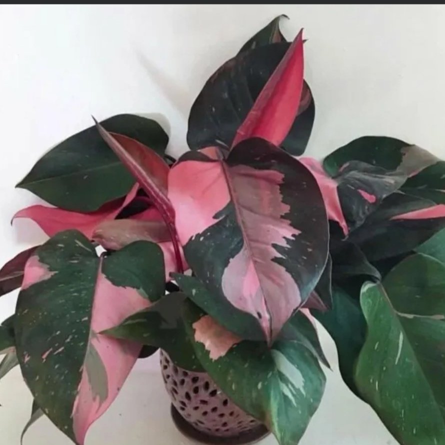 Philodendron