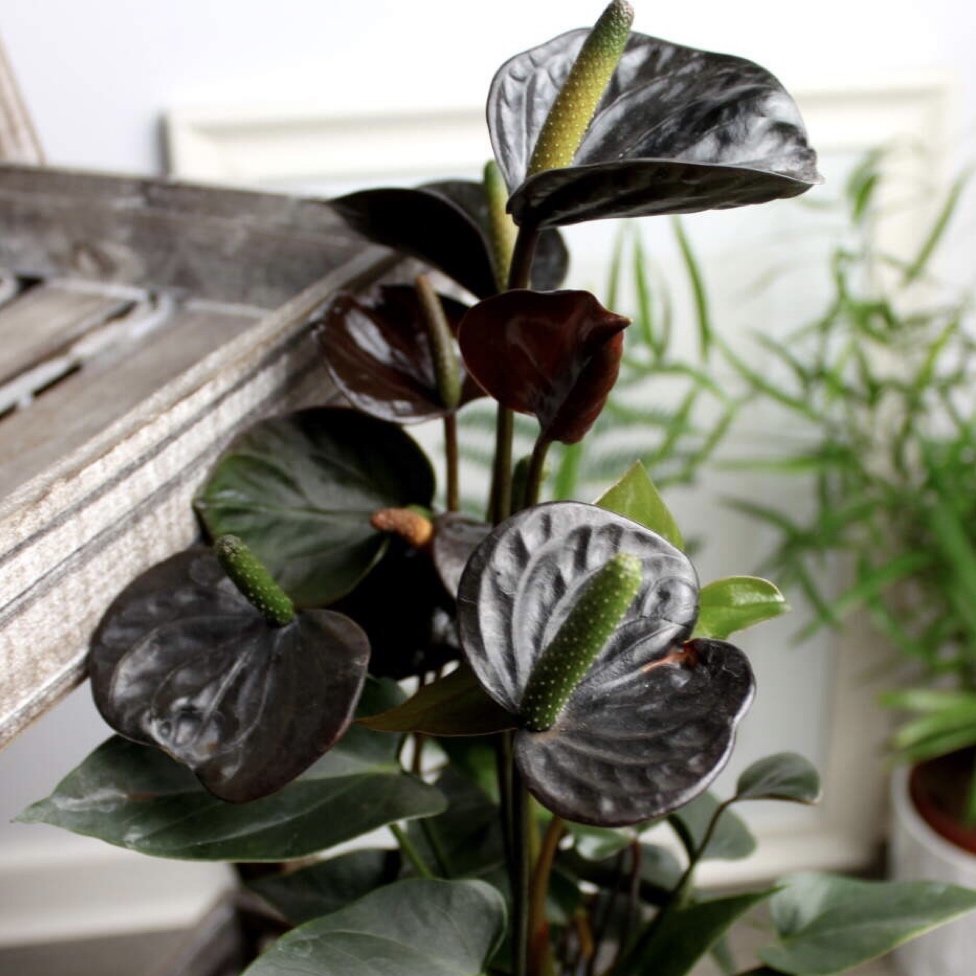 Anthurium