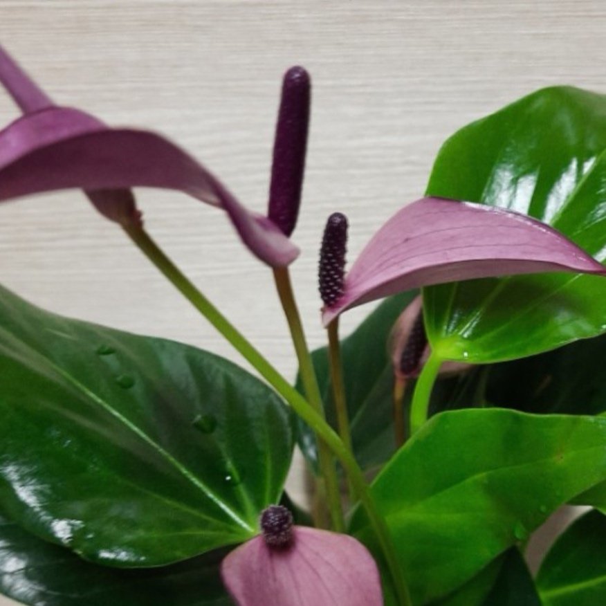 Anthurium