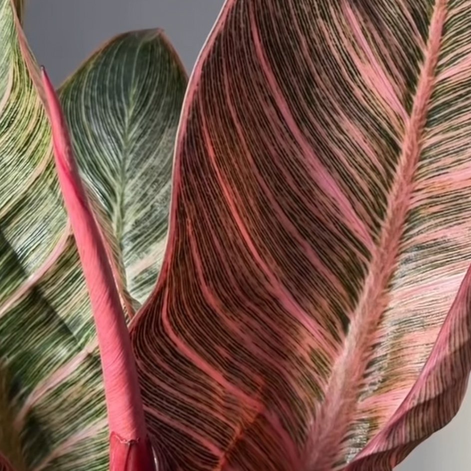 Philodendron