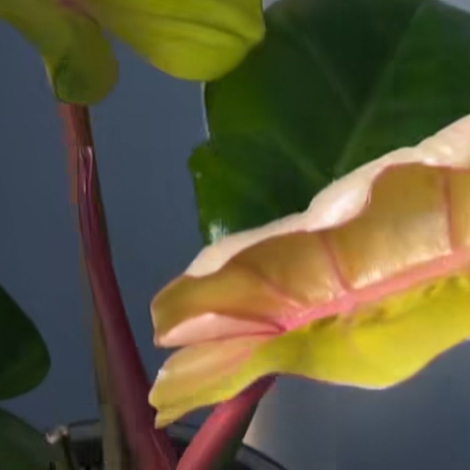Philodendron