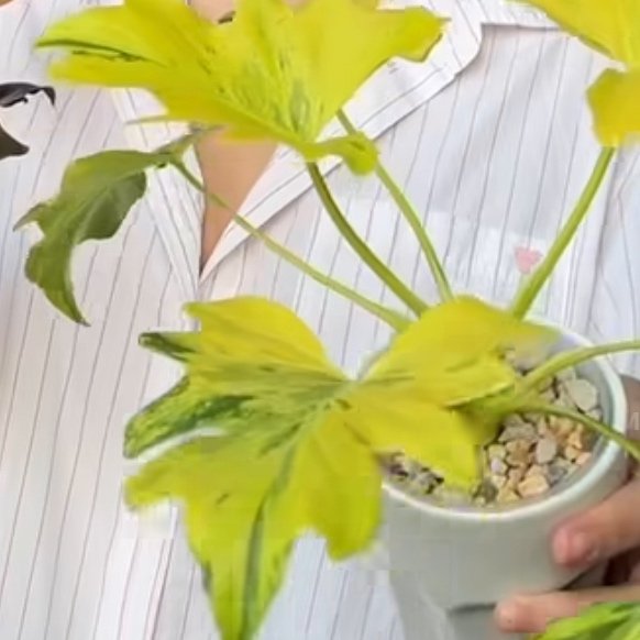 Philodendron