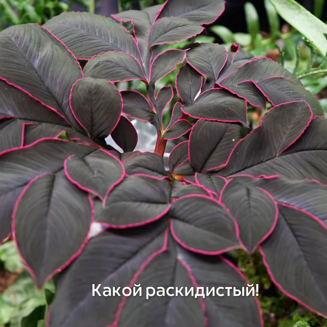 Amorphophallus