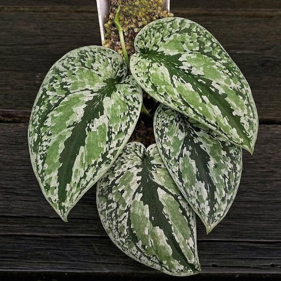 Scindapsus