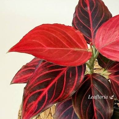 Aglaonema
