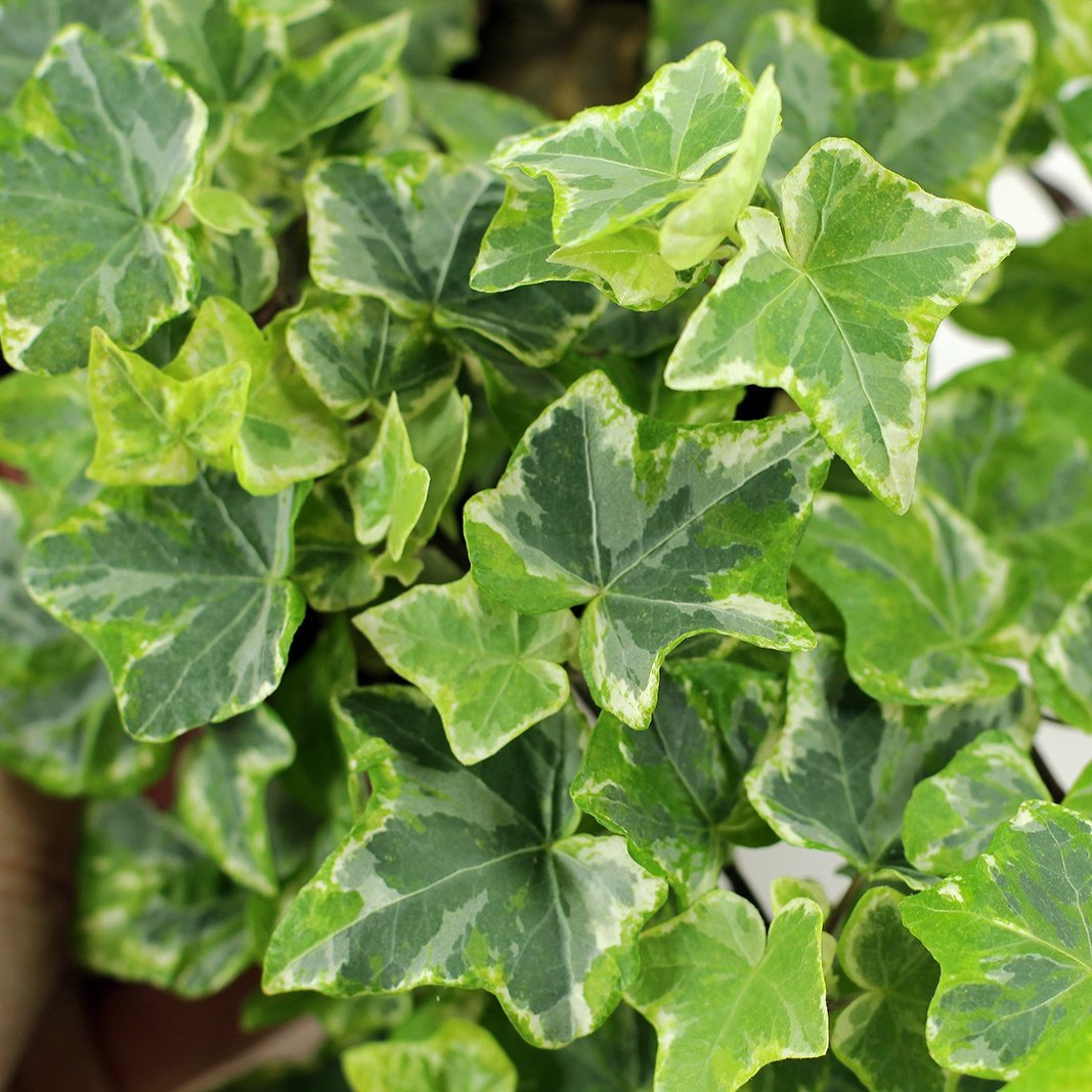 Hedera