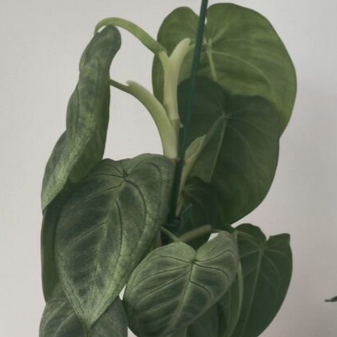 Syngonium