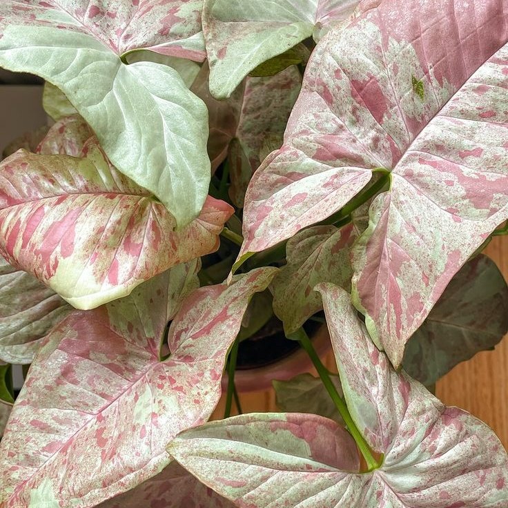 Syngonium
