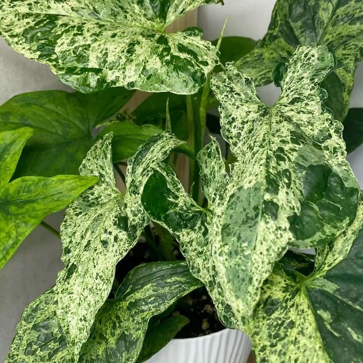 Syngonium