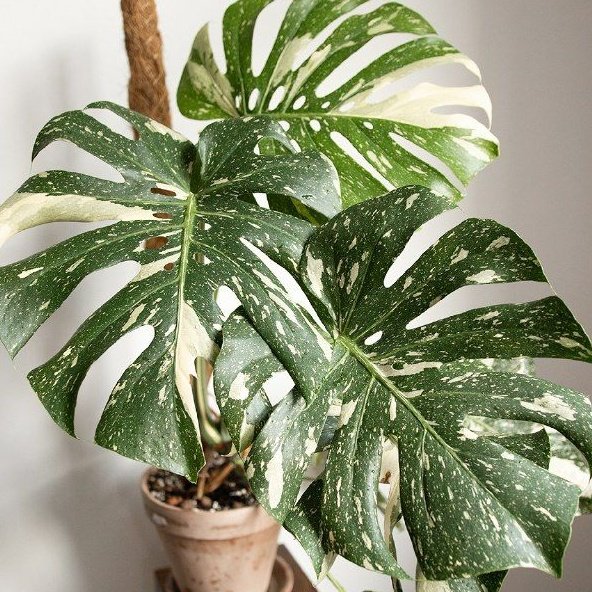 Monstera