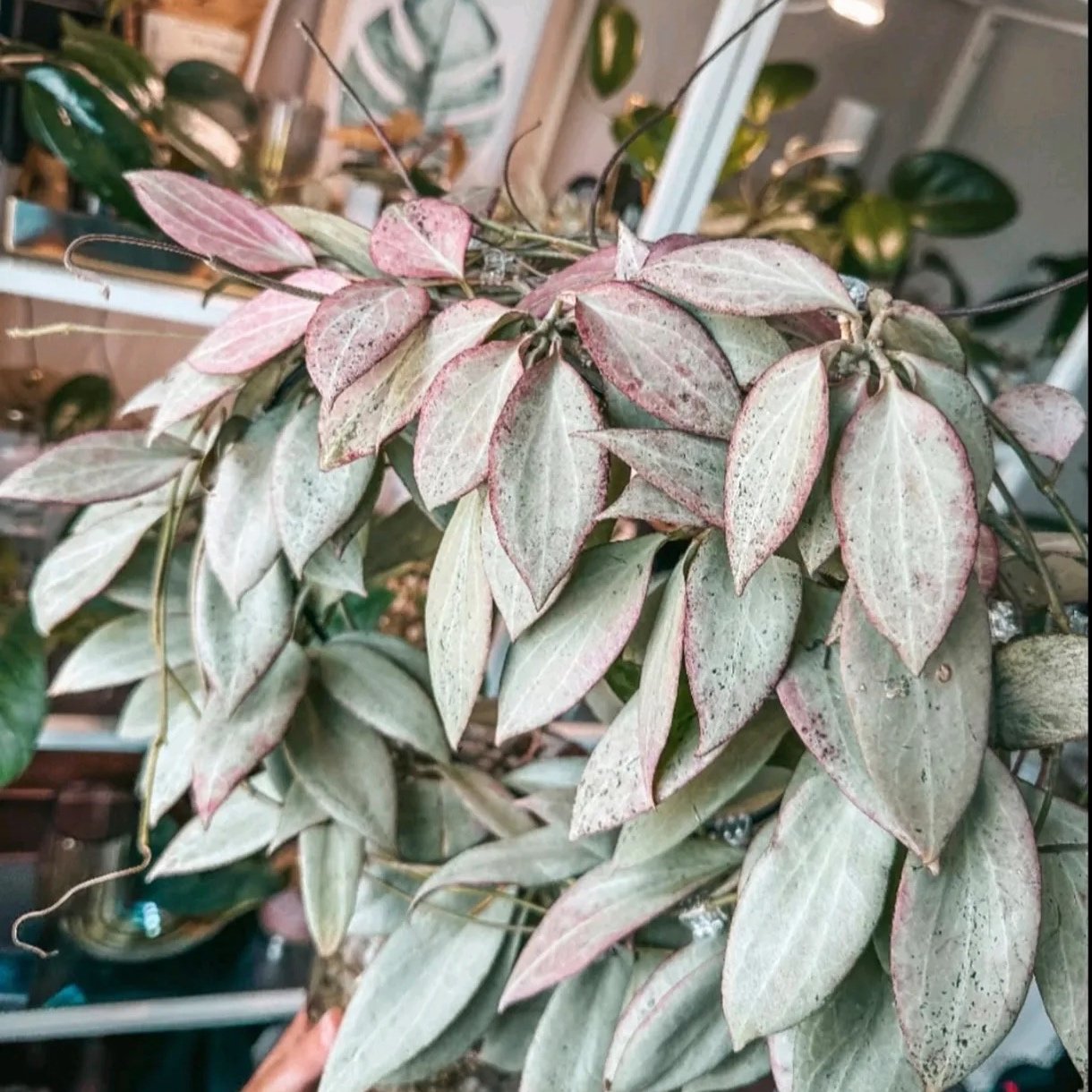 Hoya