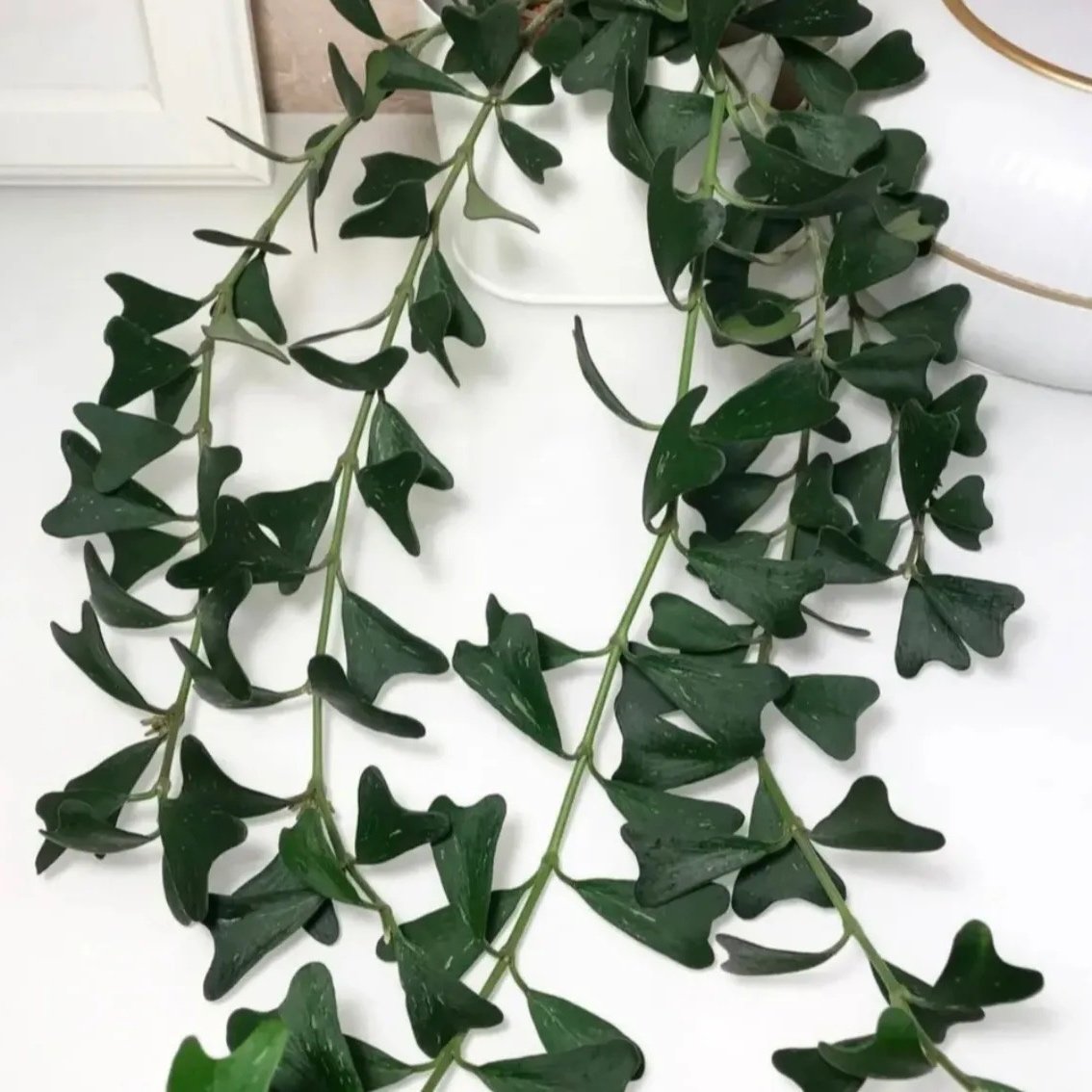 Hoya