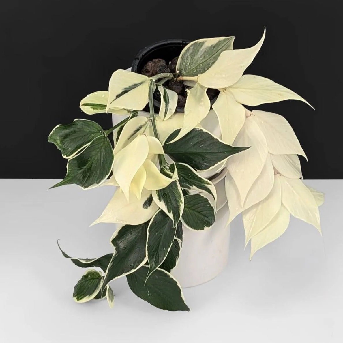 Hoya