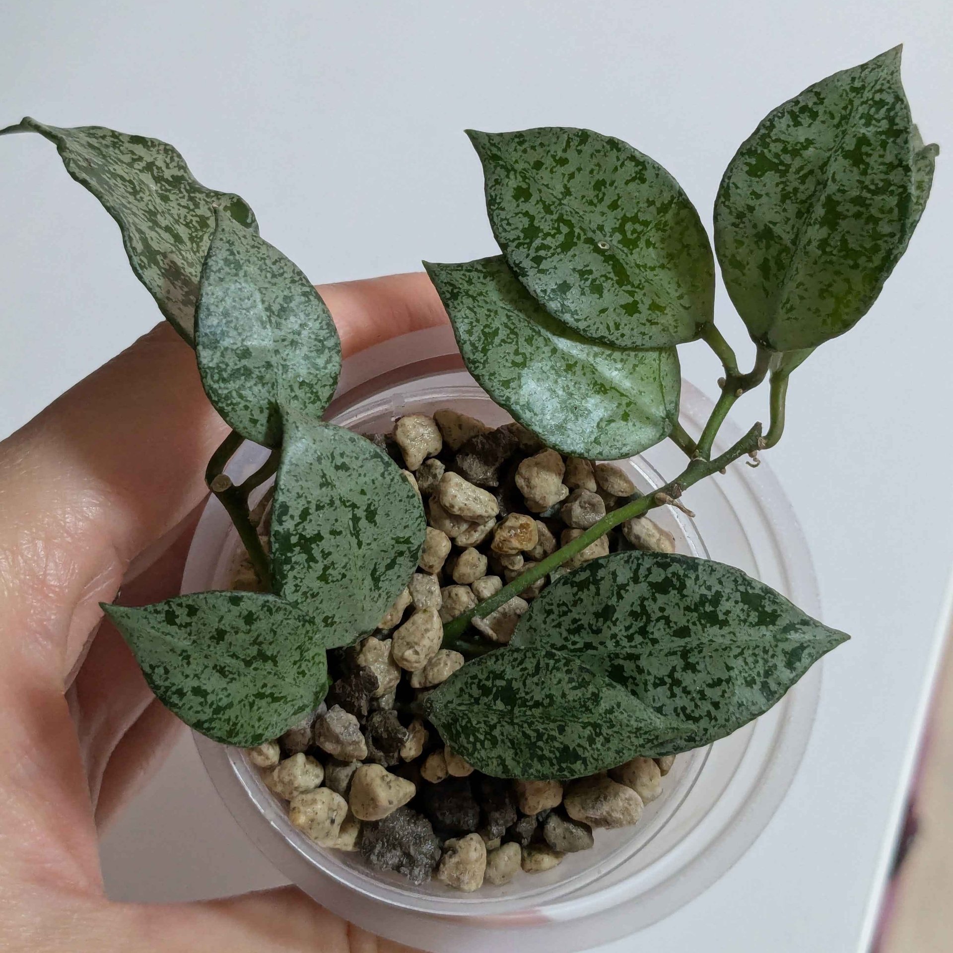 Hoya