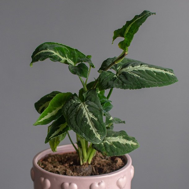 Syngonium