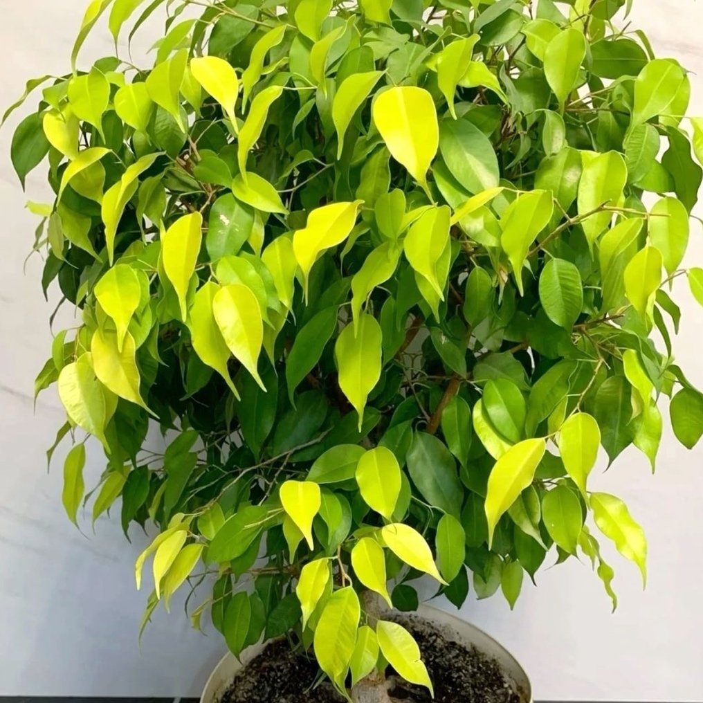 Ficus