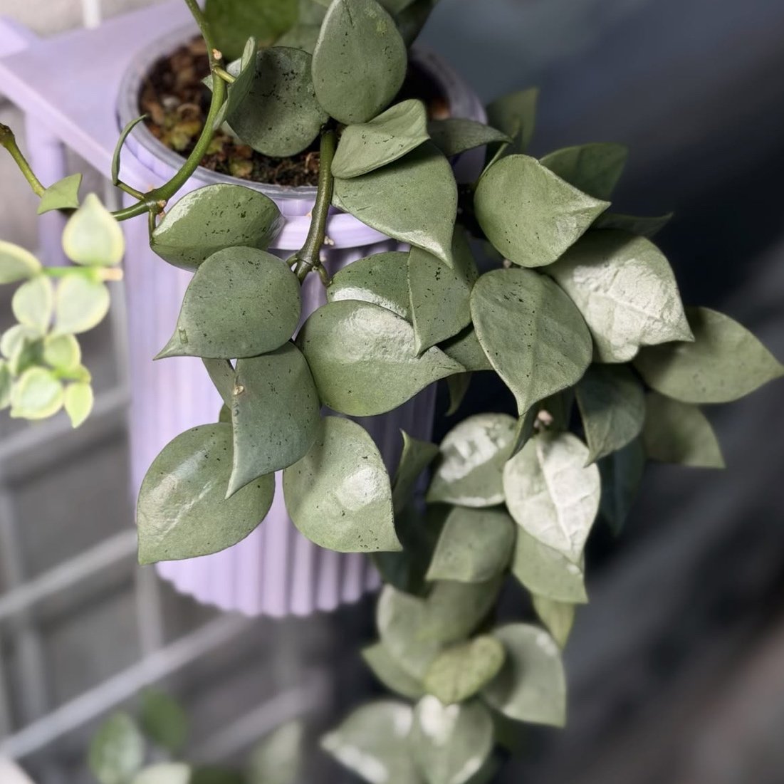 Hoya