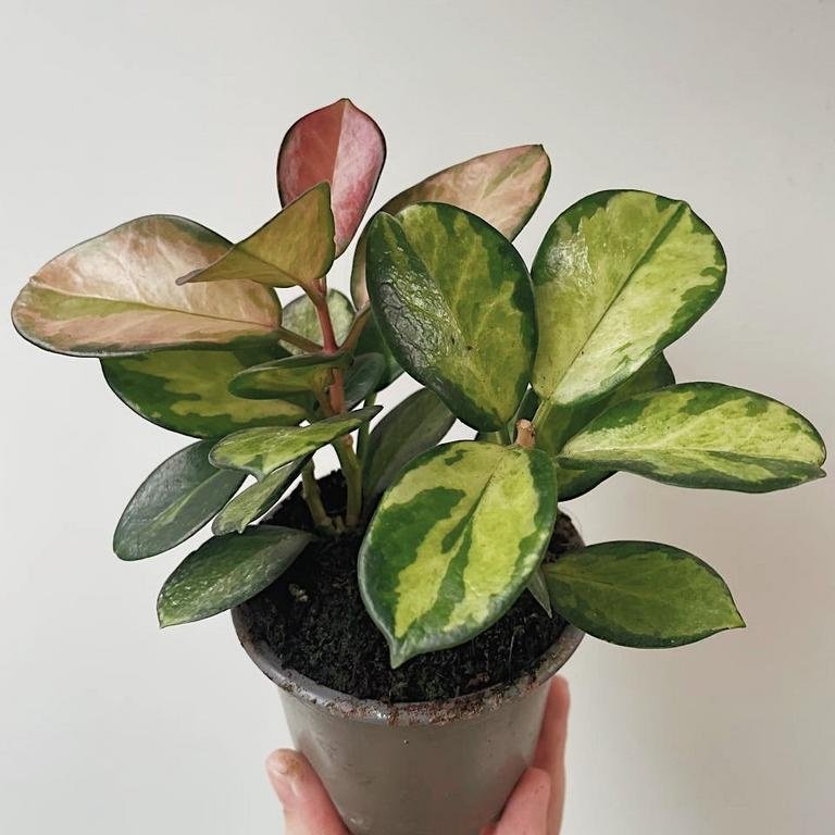 Hoya