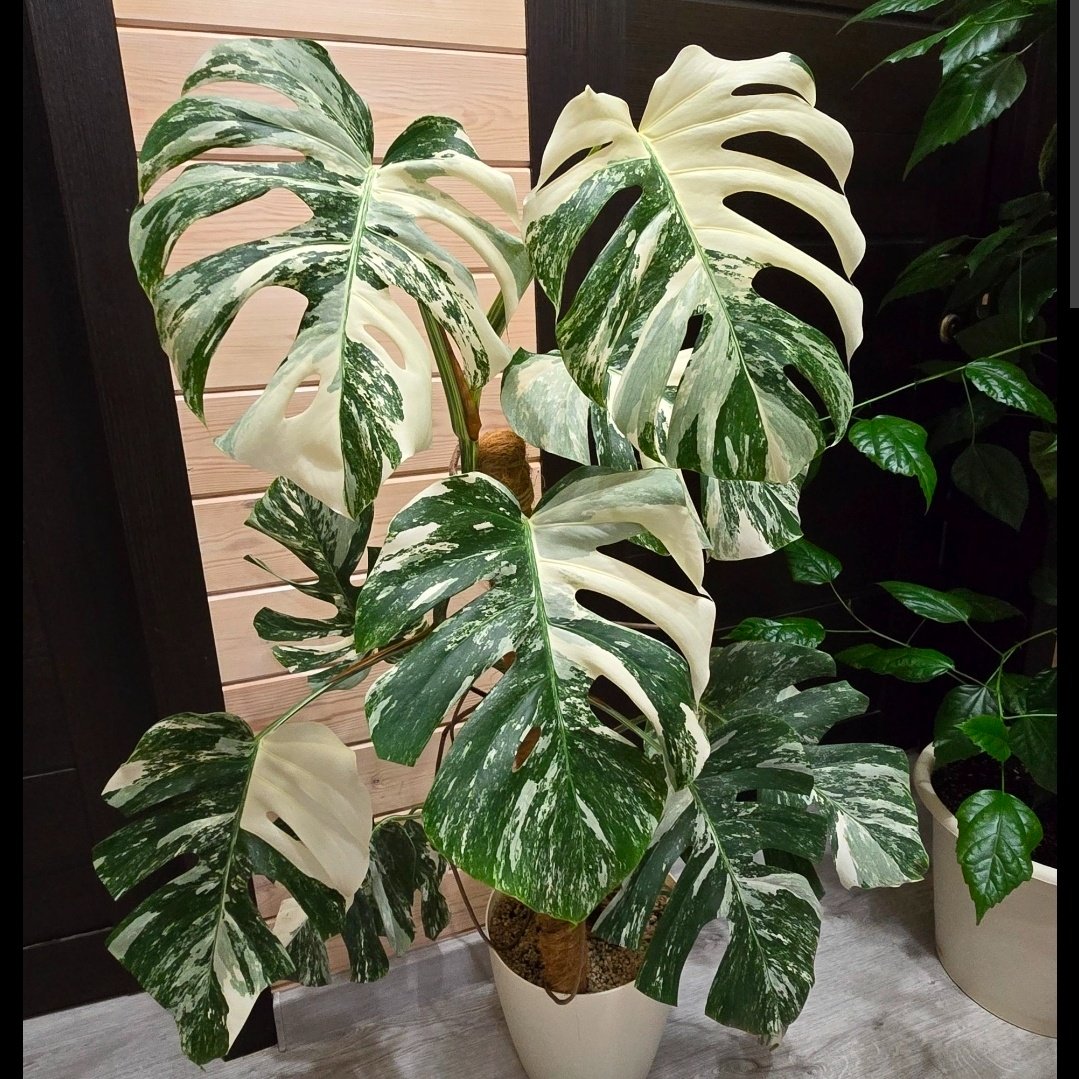 Monstera