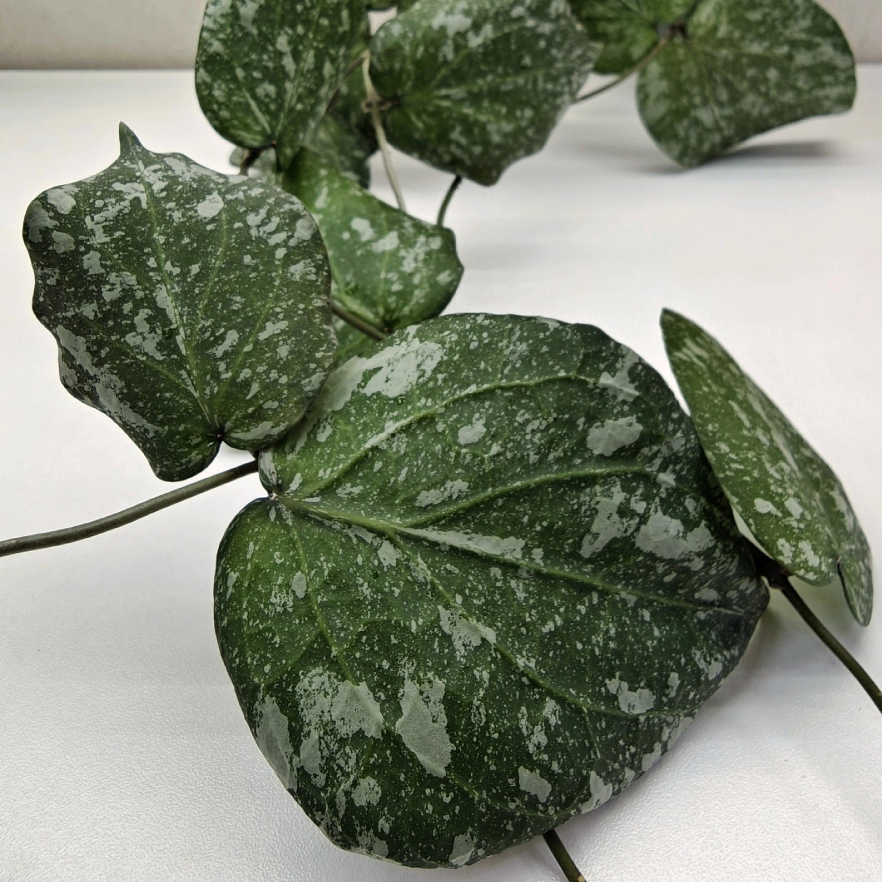 Hoya