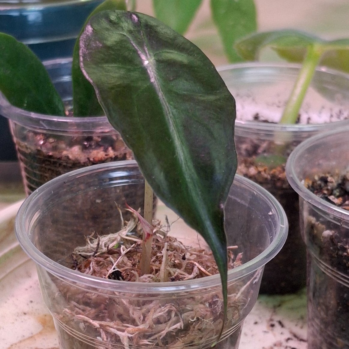 Alocasia