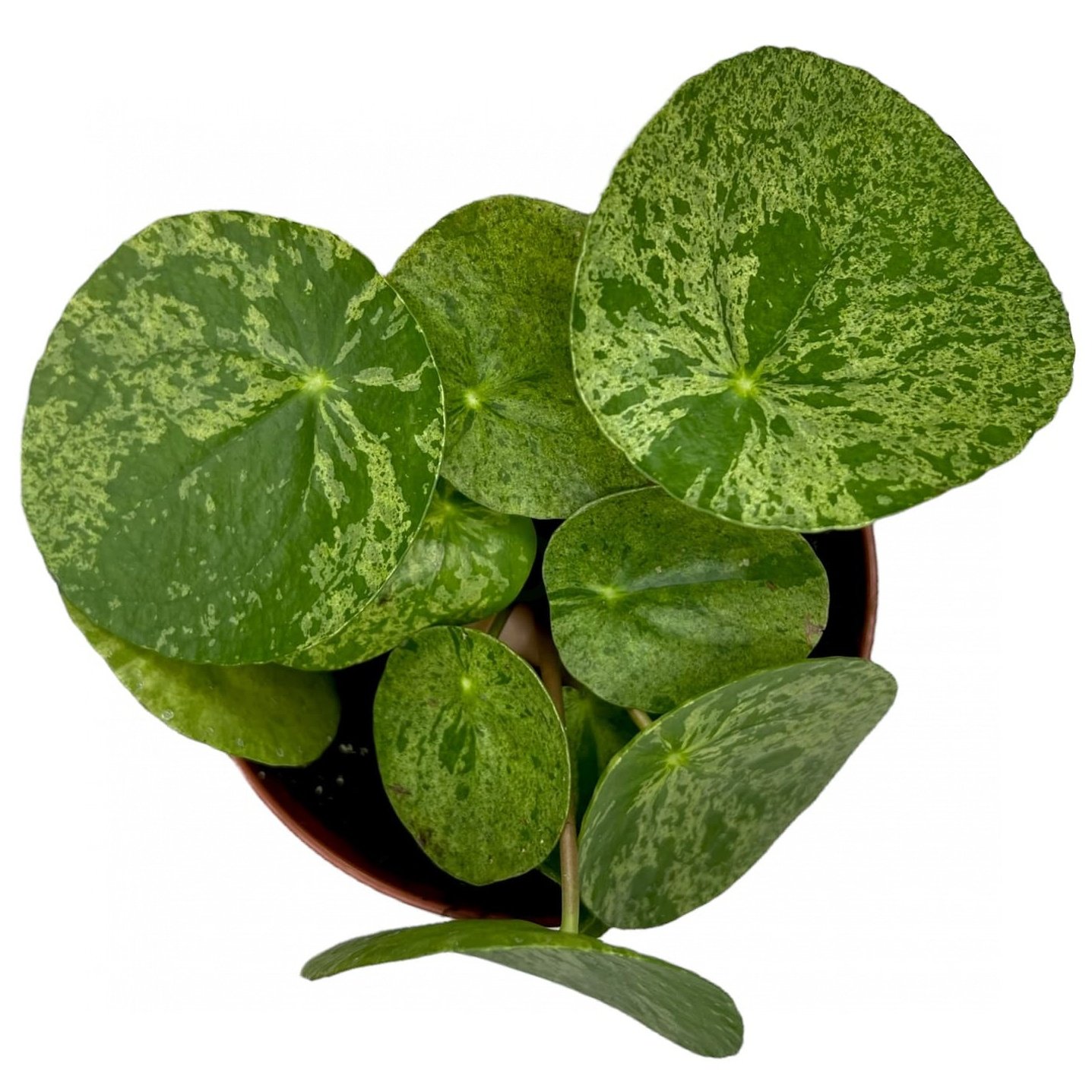 Pilea
