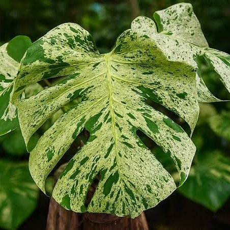 Monstera