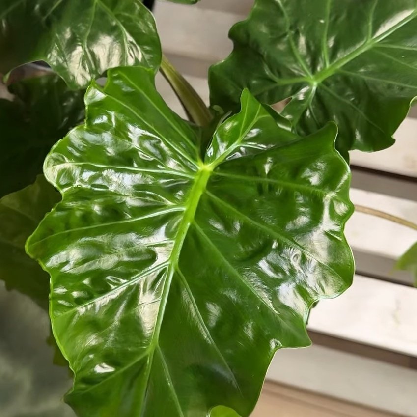 Alocasia
