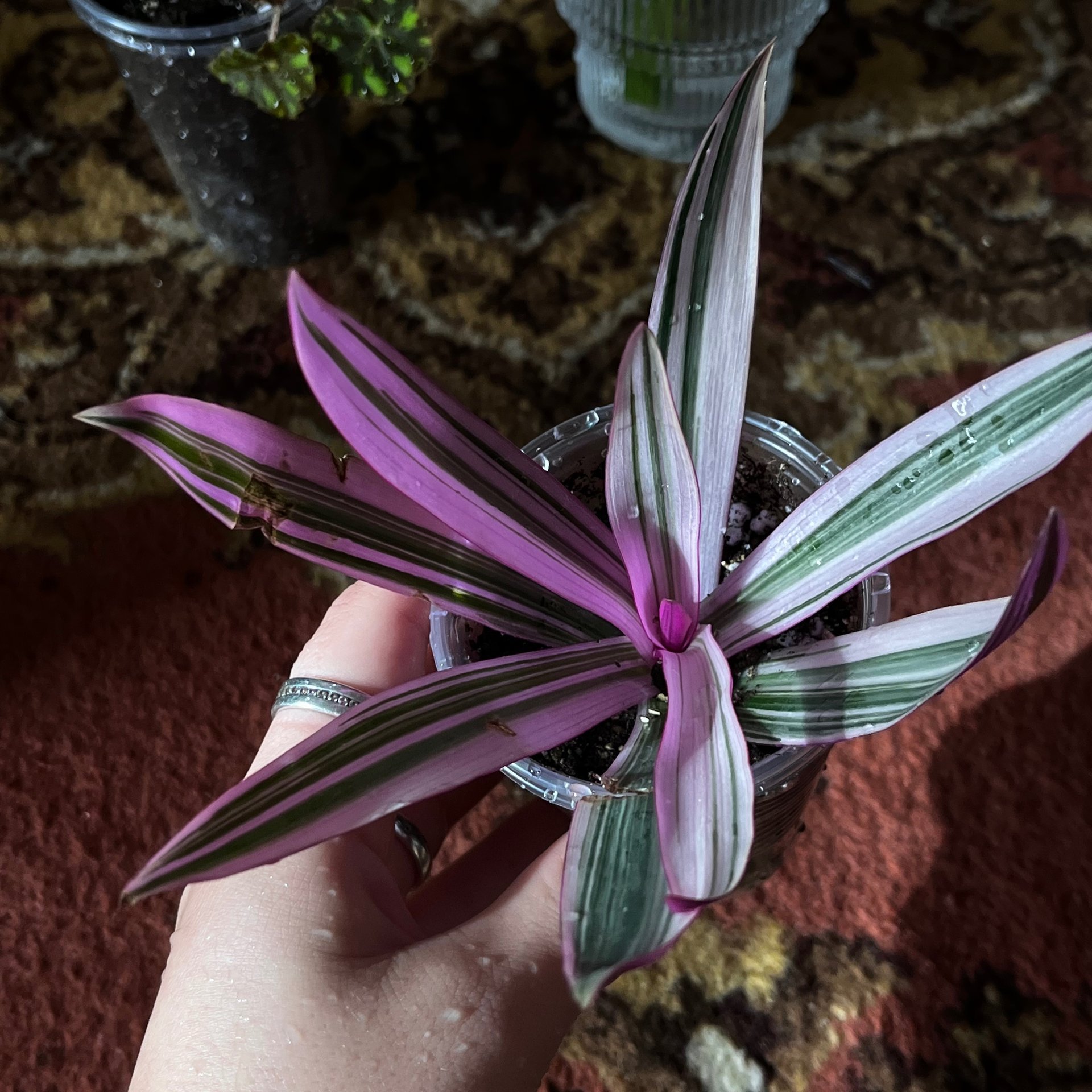 Tradescantia / Rhoeo