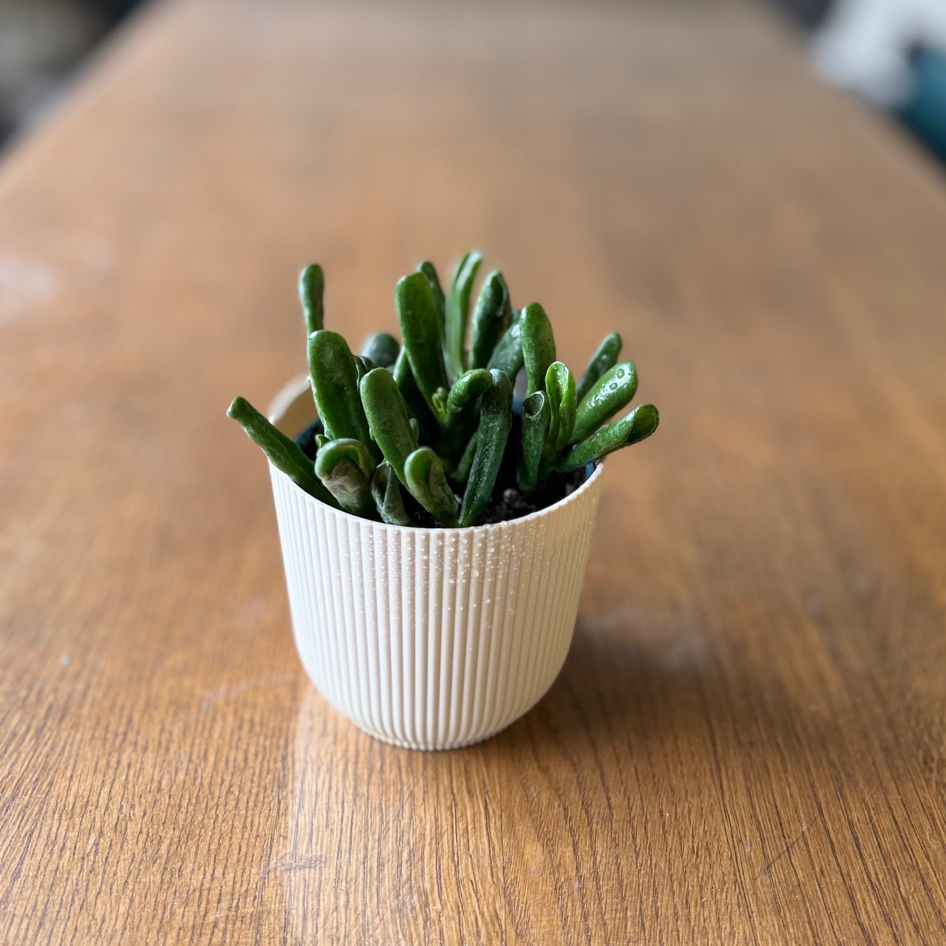 Crassula