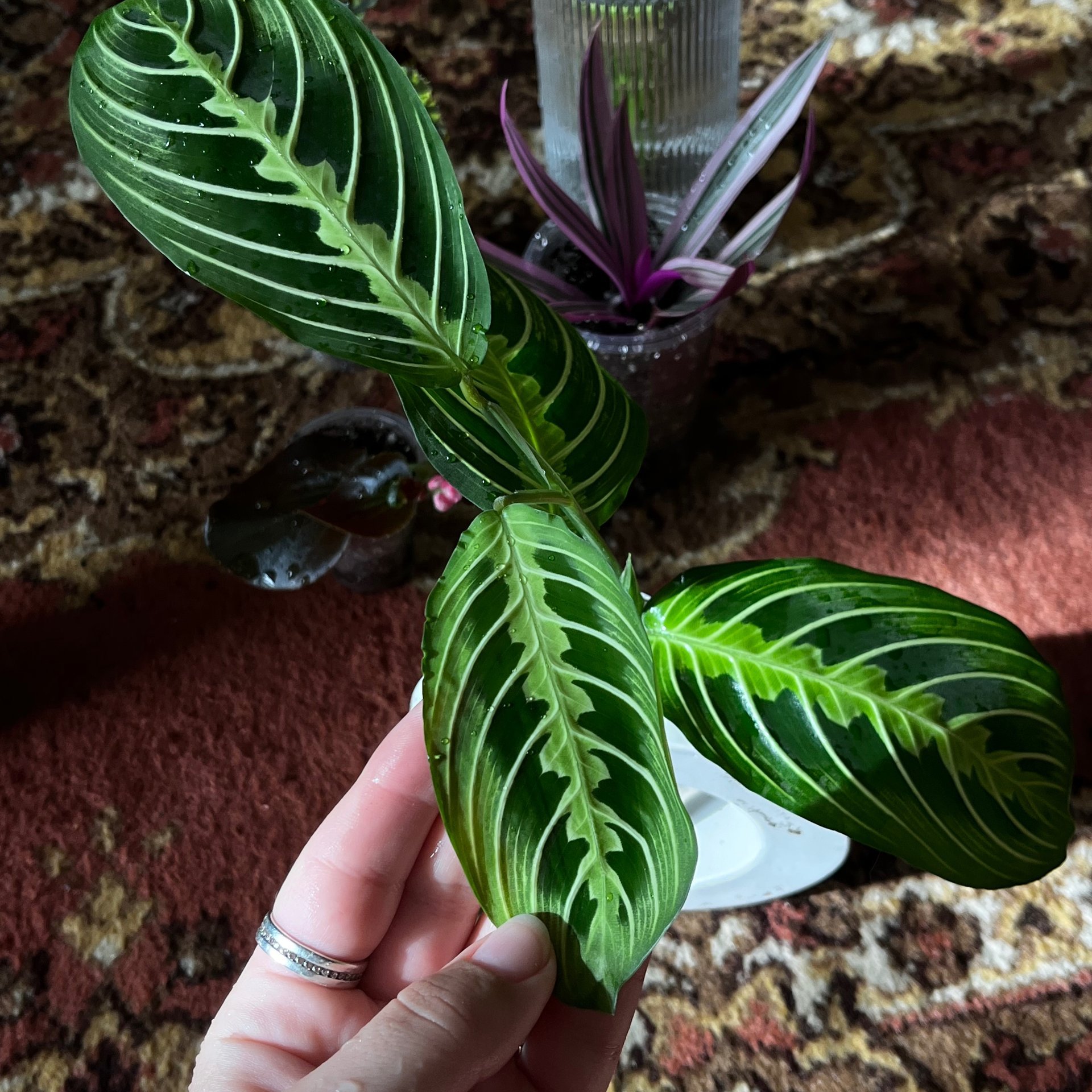 Maranta