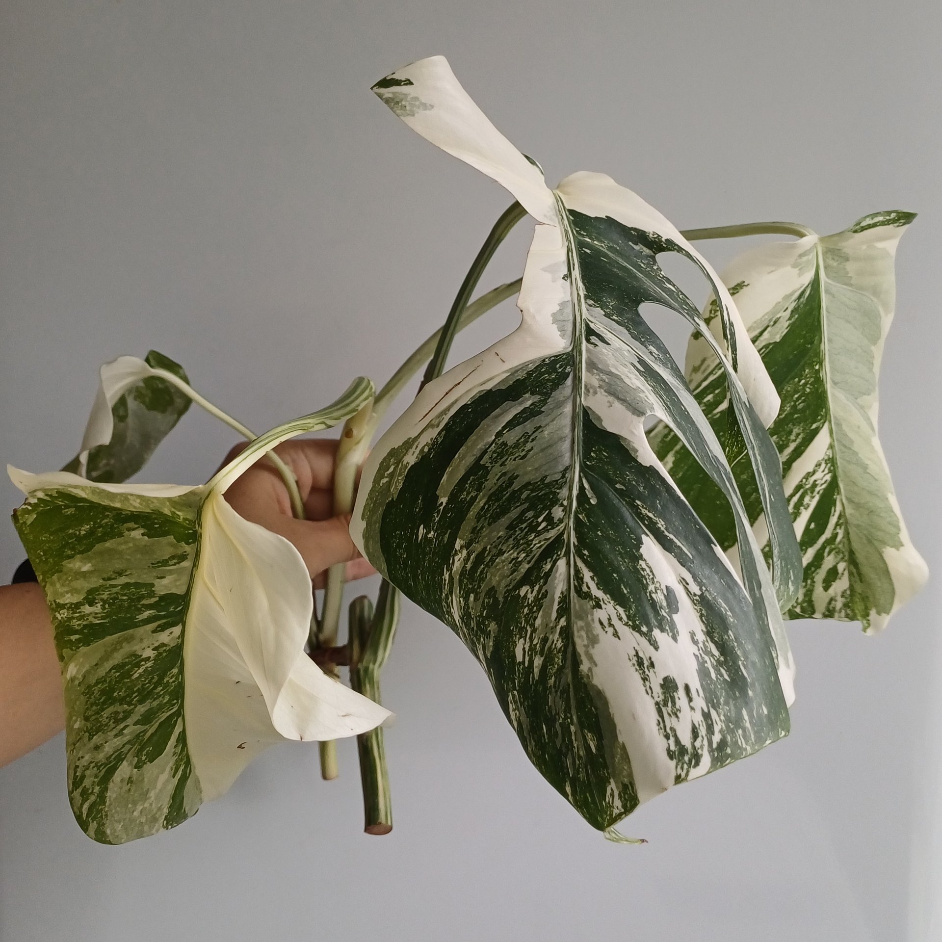 Monstera