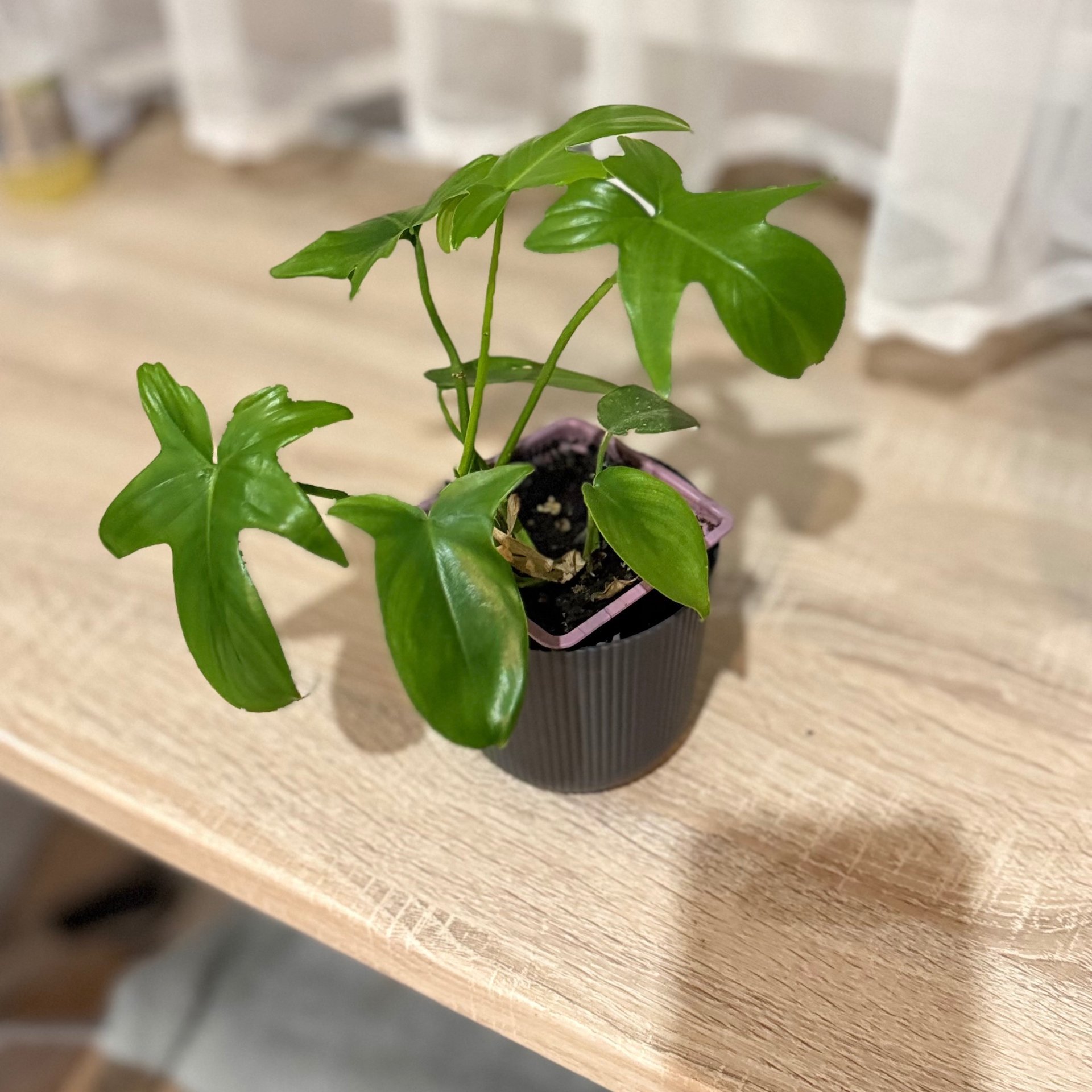 Philodendron