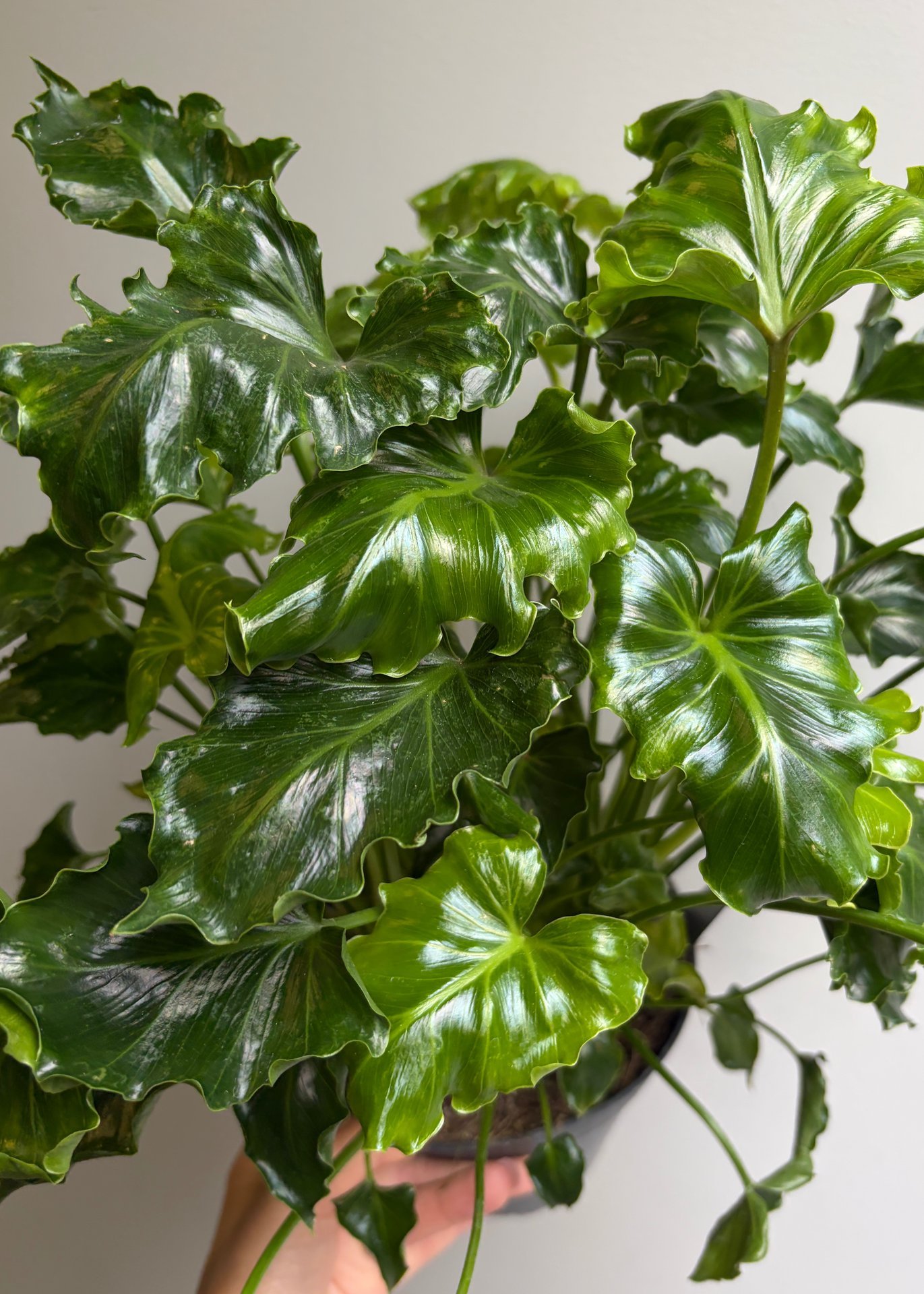 Philodendron