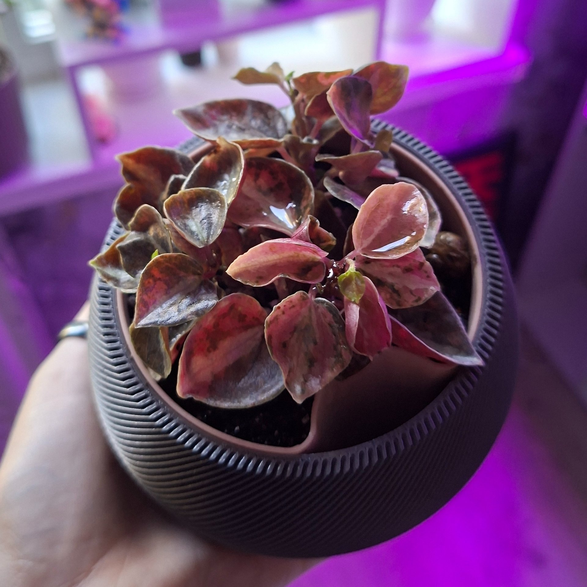 Peperomia