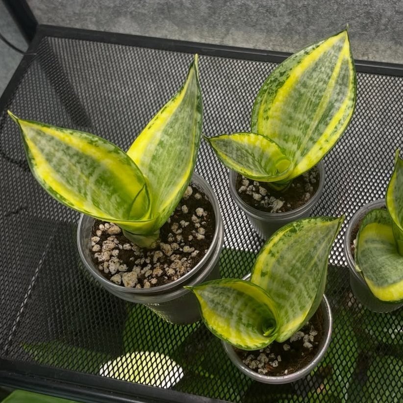 Sansevieria