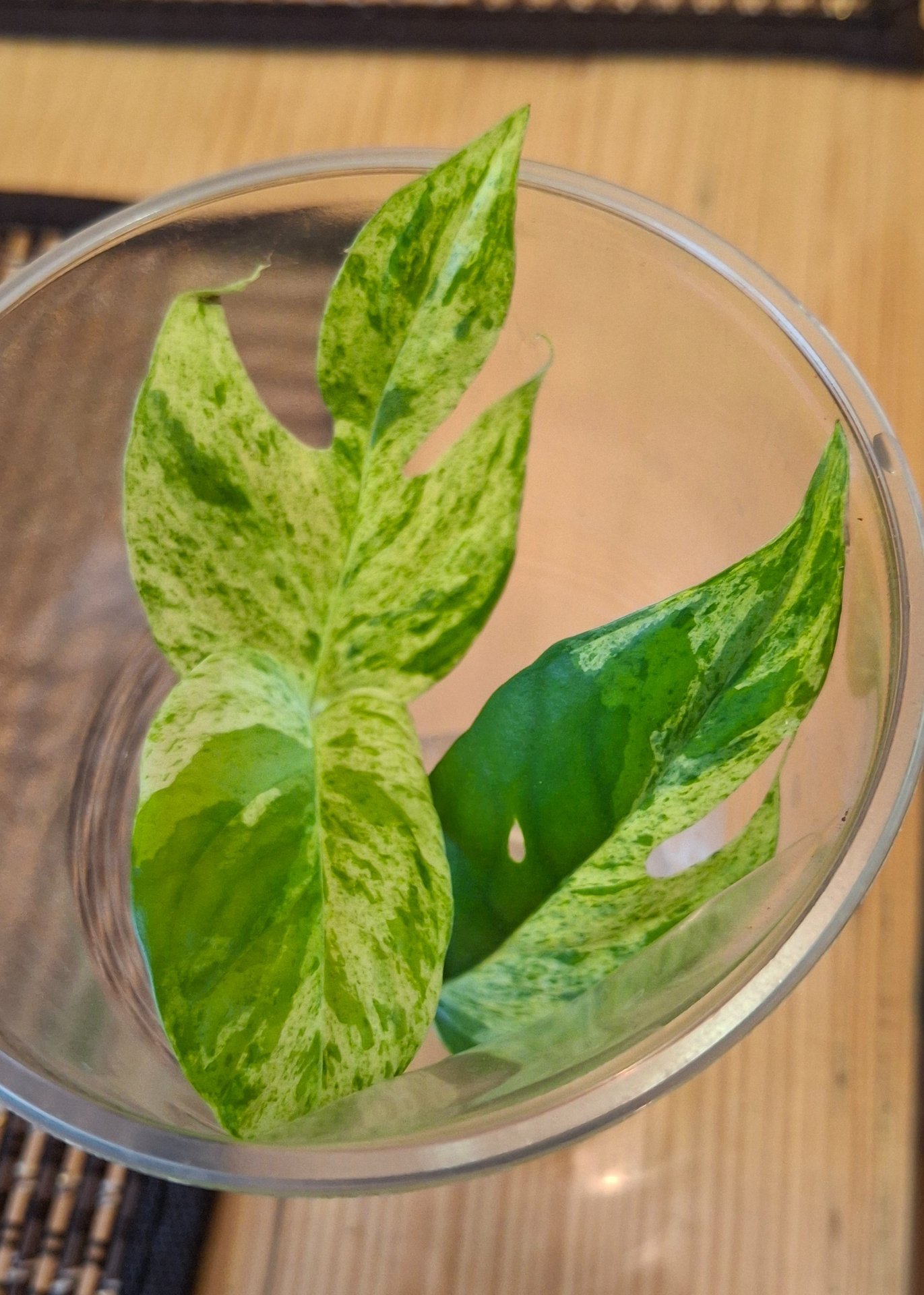 Epipremnum