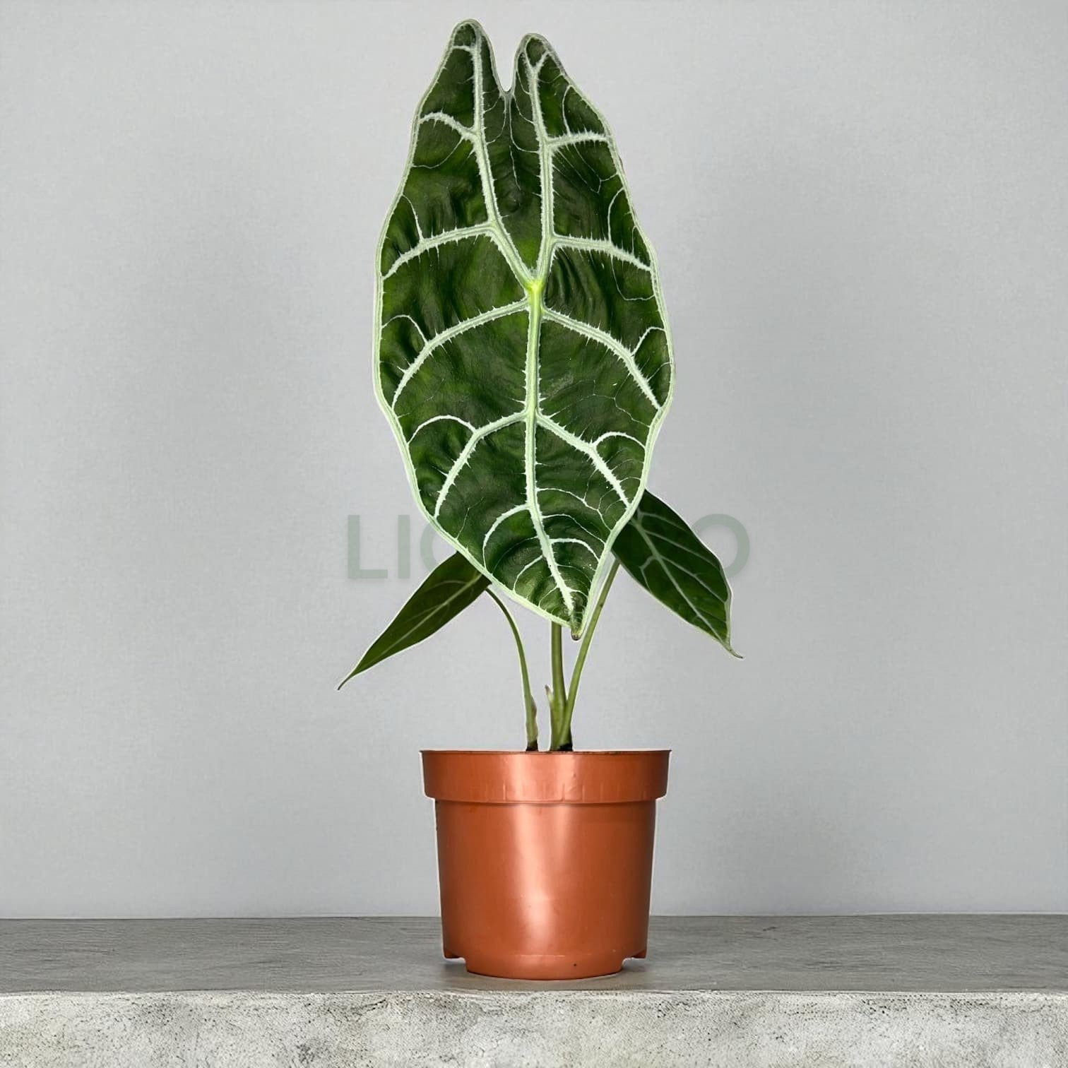 Alocasia