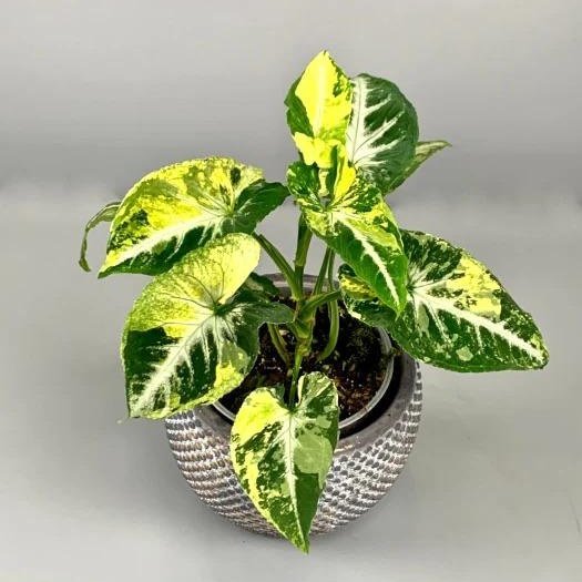 Syngonium